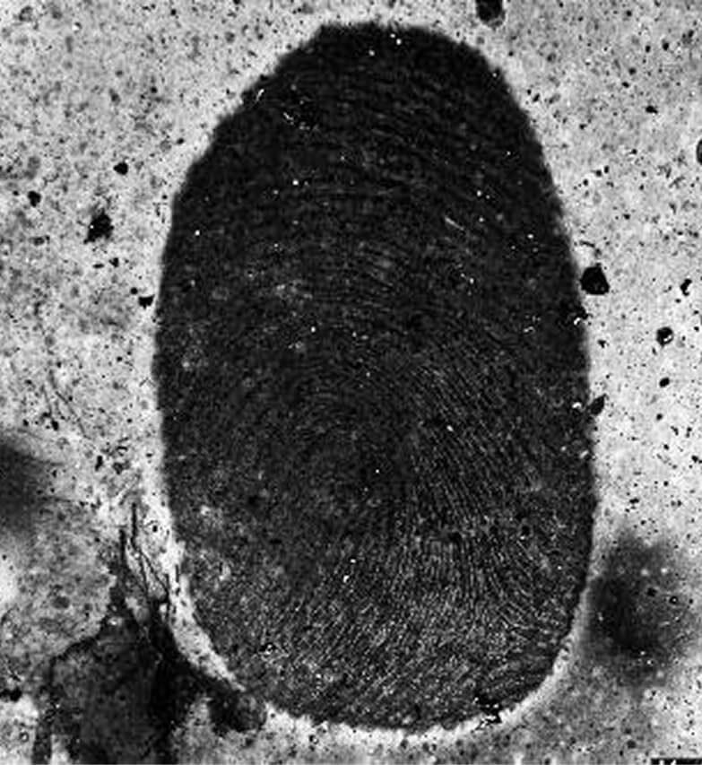 Fingermarks from a vehicle bomb 1