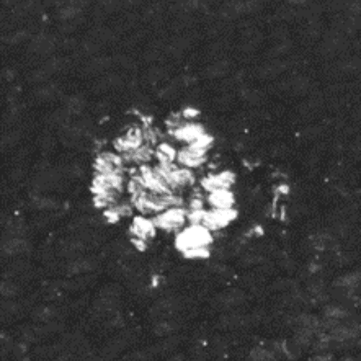 Semen on Carpet (1)